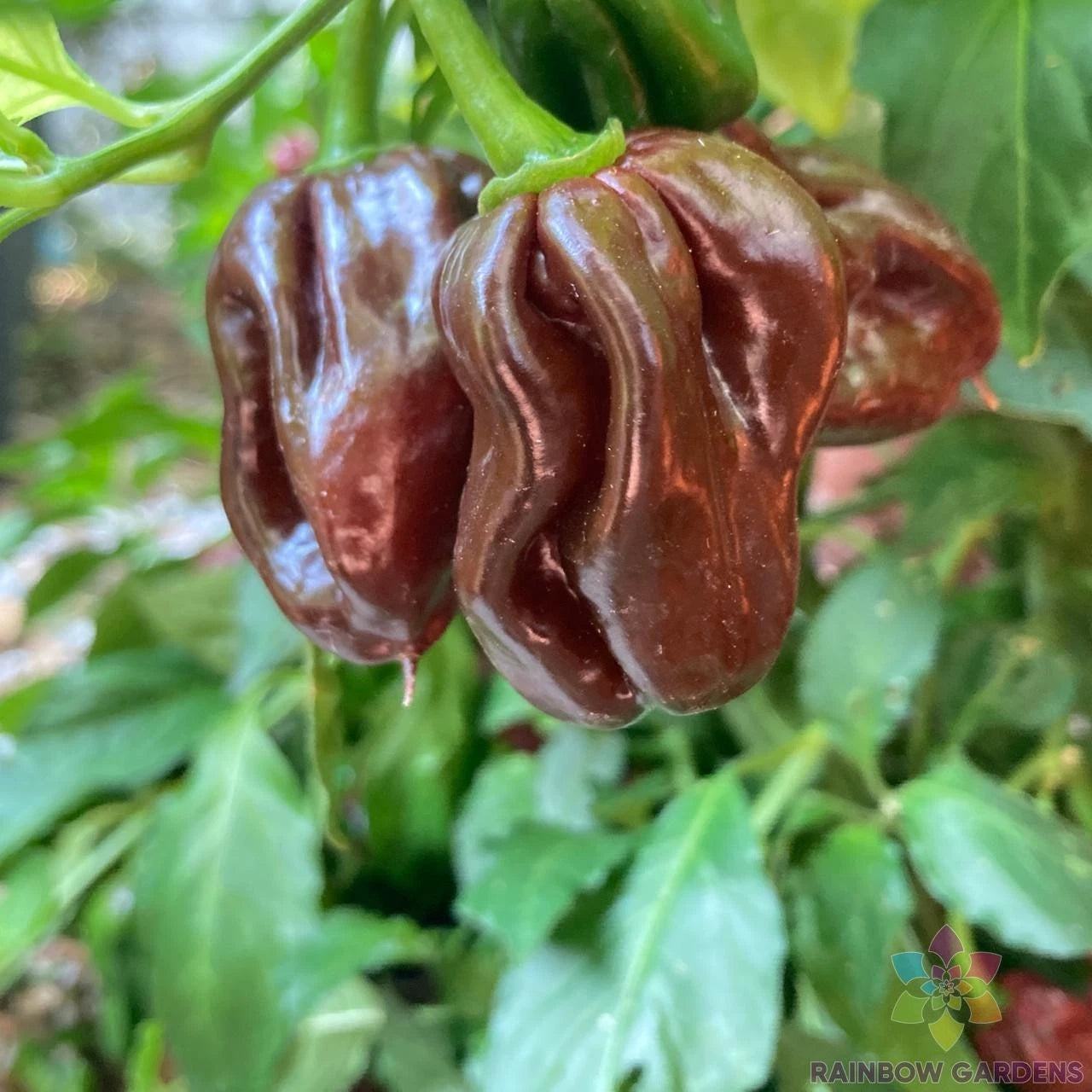 Jamaican Hot Chocolate Pepper Seeds - 25+ Pack - Organic Hot Pepper Seeds for Garden - Capsicum chinense
