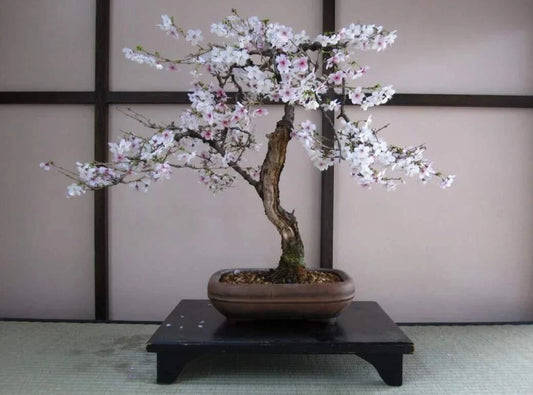 Bonsai Black Cherry Tree Seeds - 20 Seeds - Prunus serotina - Fruit Bearing Bonsai Tree for Home Gardening