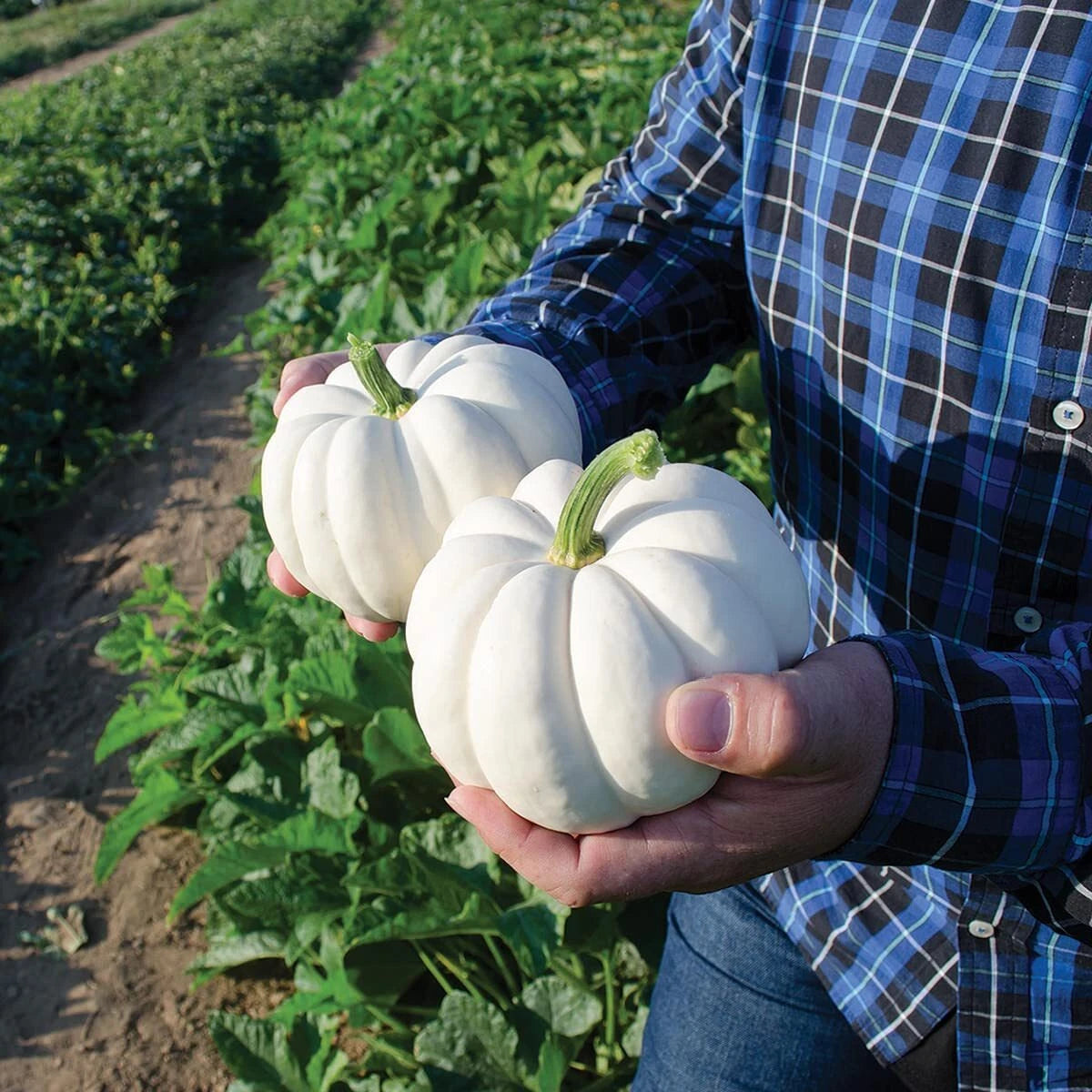Small White Pumpkin Seeds, 20 Count, Casperita Variety, Non-GMO, Perfect for Planting and Decor