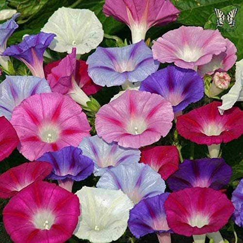 Mixed Color Tall Morning Glory Seeds - 150 Climbing Vine Seeds for Beautiful Flowers - Ipomoea purpurea