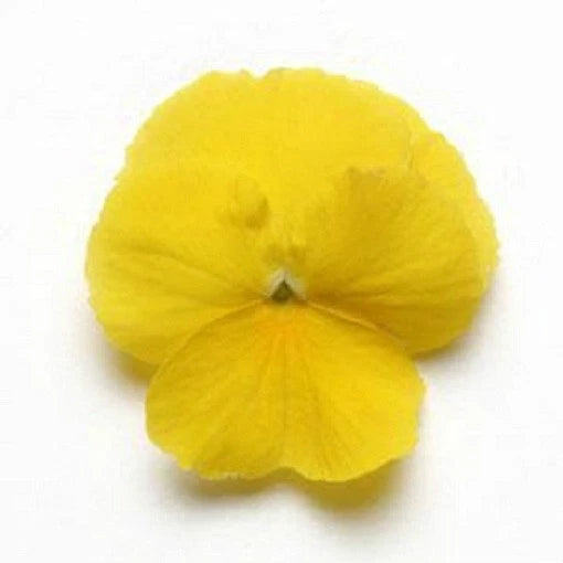 Pansy Seeds - 15 Pack Cool Wave Yellow Trailing Pansy - Violas wittrockiana