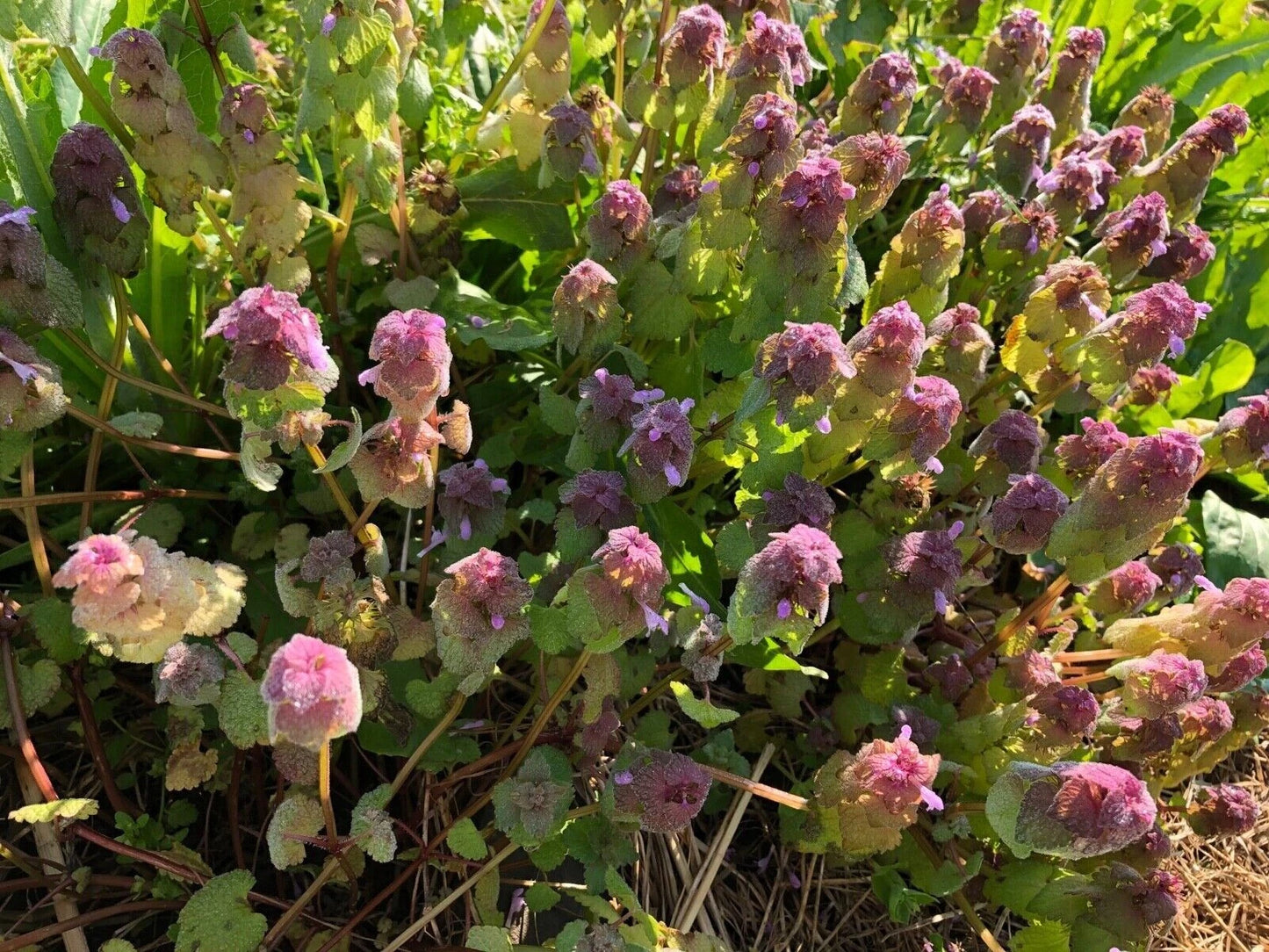 Organic Purple Dead-Nettle Seeds - Medicinal Herb Lamium Purpureum Archangel