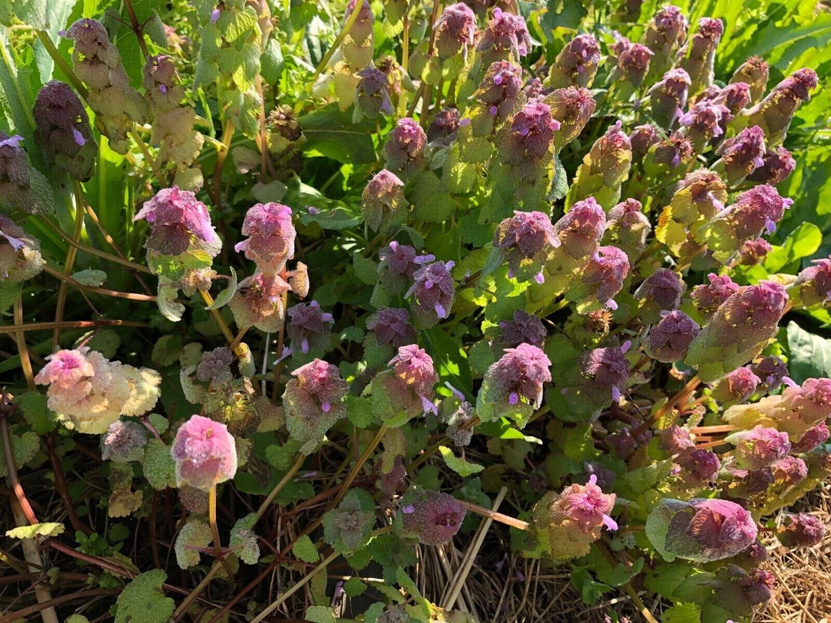 Organic Purple Dead-Nettle Seeds - Medicinal Herb Lamium Purpureum Archangel