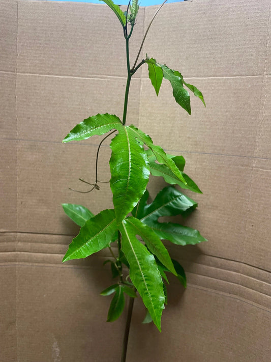 Live Starter Plant - Passiflora edulis Possum Purple Passion Fruit - Edible Tropical Fruit Plant