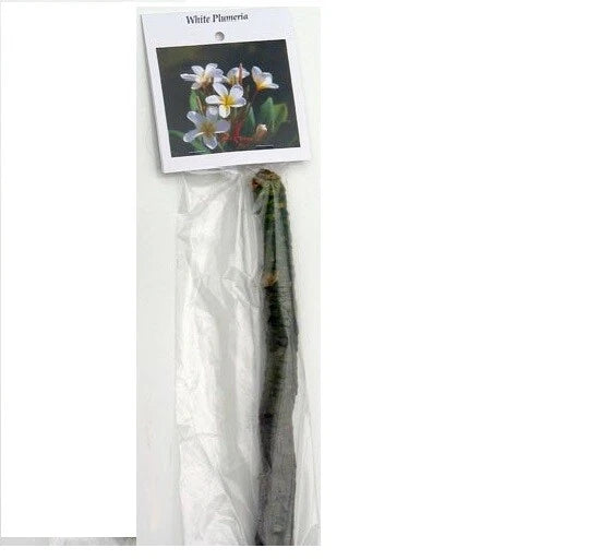 1 White Hawaiian Plumeria Cutting | 9–12" Unrooted Stem | Fragrant Tropical Flower | Frangipani Tree Starter Plant