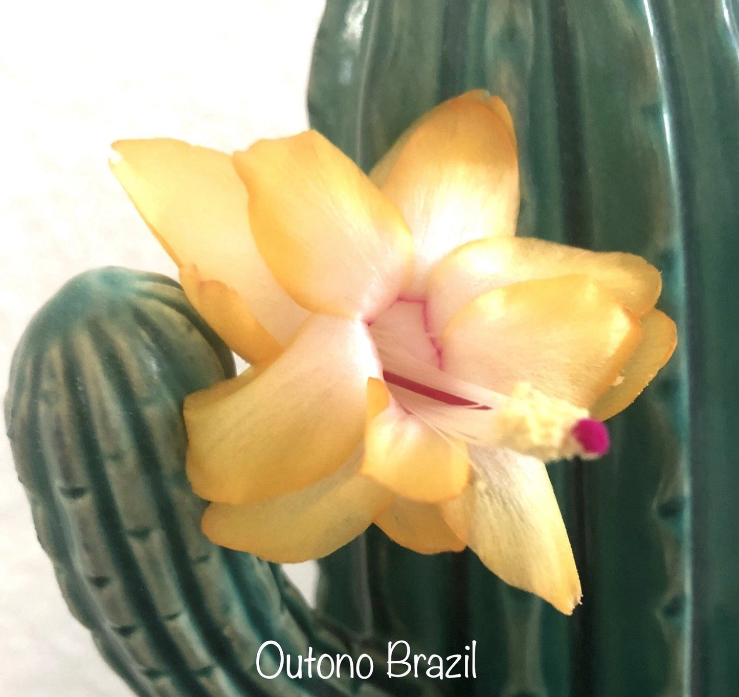 Thanksgiving Christmas Cactus Cuttings - 3 OUTONO BRAZIL Schlumbergera Succulent Plants