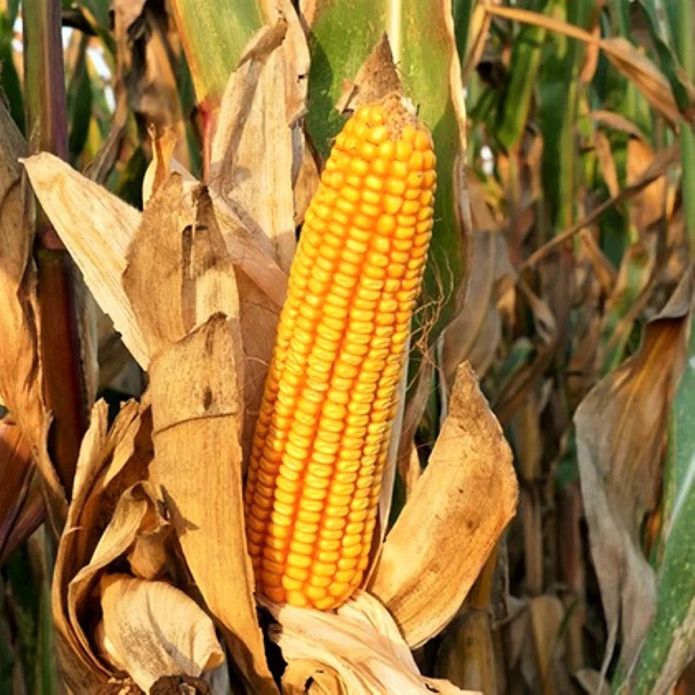 Reid's Yellow Dent Corn Seeds - Open-Pollinated Yellow Flint - Non-GMO, Heirloom Variety (Zea mays) for 2025 Planting