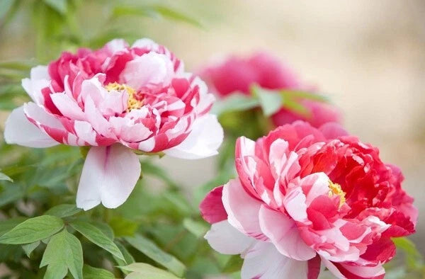 10pc Peony Seeds - Exotic Flower Garden Plant - Paeonia lactiflora - USA Seller with Free Shipping