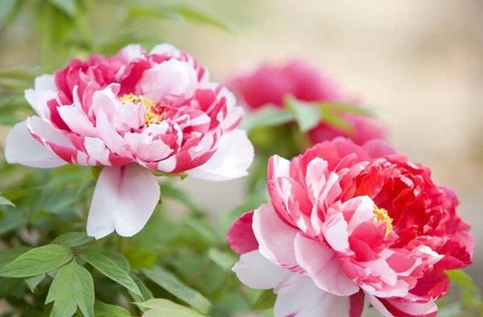 10pc Peony Seeds - Exotic Flower Garden Plant - Paeonia lactiflora - USA Seller with Free Shipping
