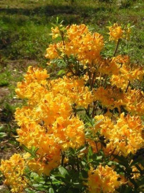 Aromi Azalea Starter Plant - Dancing Rabbit Variety - Rhododendron Deciduous (Dormant)