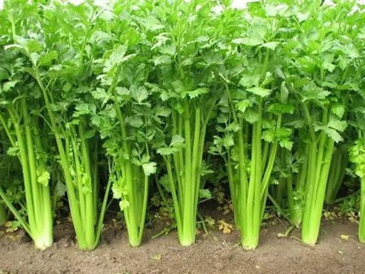 Chinese Celery Seeds - 2500 Non-GMO Heirloom Seeds - Apium graveolens - USA Seller