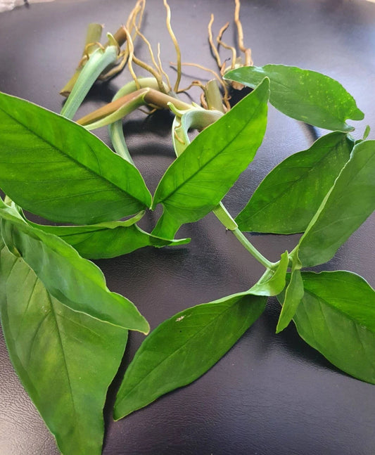 All Green Rare Syngonium Cuttings - 5 Air-Rooted Leaf Cuttings, Easy Grower, Indoor Plant Decor, Syngonium podophyllum