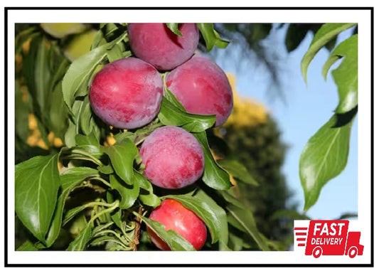 Dwarf Santa Rosa Plum Tree - Bare Root Compact Fruit Tree - Prunus salicina