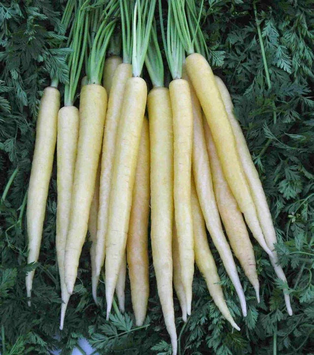 Carrot Seeds - 150 Seeds - Lunar White Variety - Daucus carota - USA GroCo - Buy 15, Ships Free