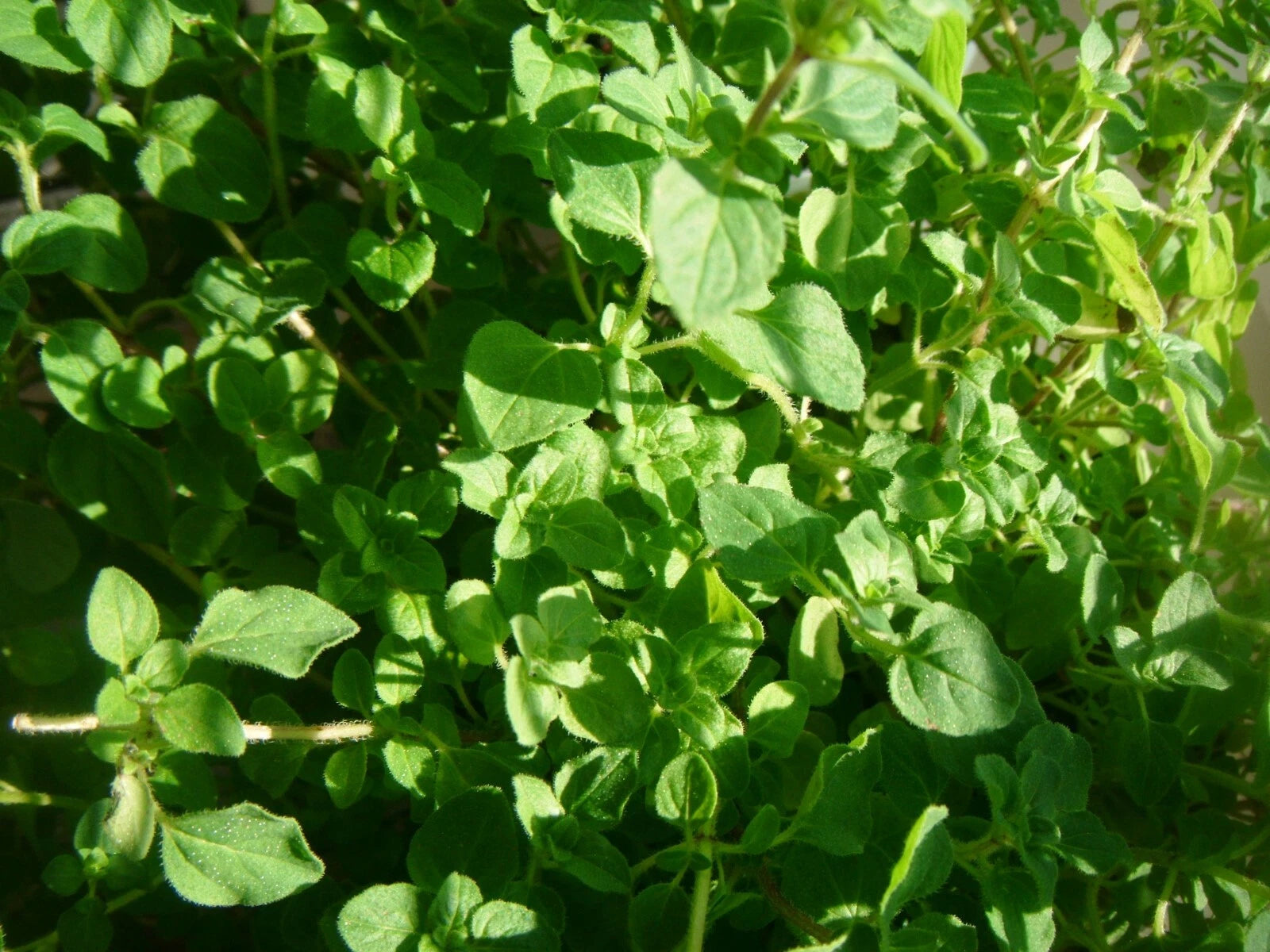 Thyme Herb Seeds - 1000 Count - Common Variety (Thymus vulgaris) - Culinary Herb for Gardens and Containers