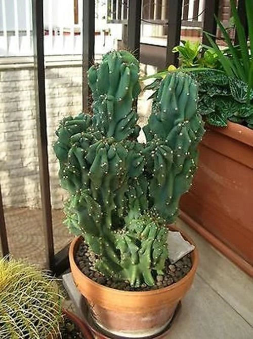 Cereus Peruvianus Monstrose Cactus Seeds - 5 Pack - Unique Monstrosus Variety - Rare Cactus Seeds