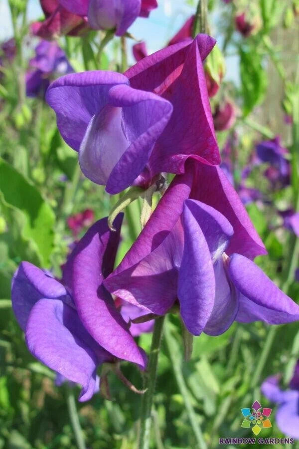 Countess Cadogan Sweet Pea Seeds - 50+ Count - Heirloom Garden Flower Seeds - Lathyrus odoratus - USA