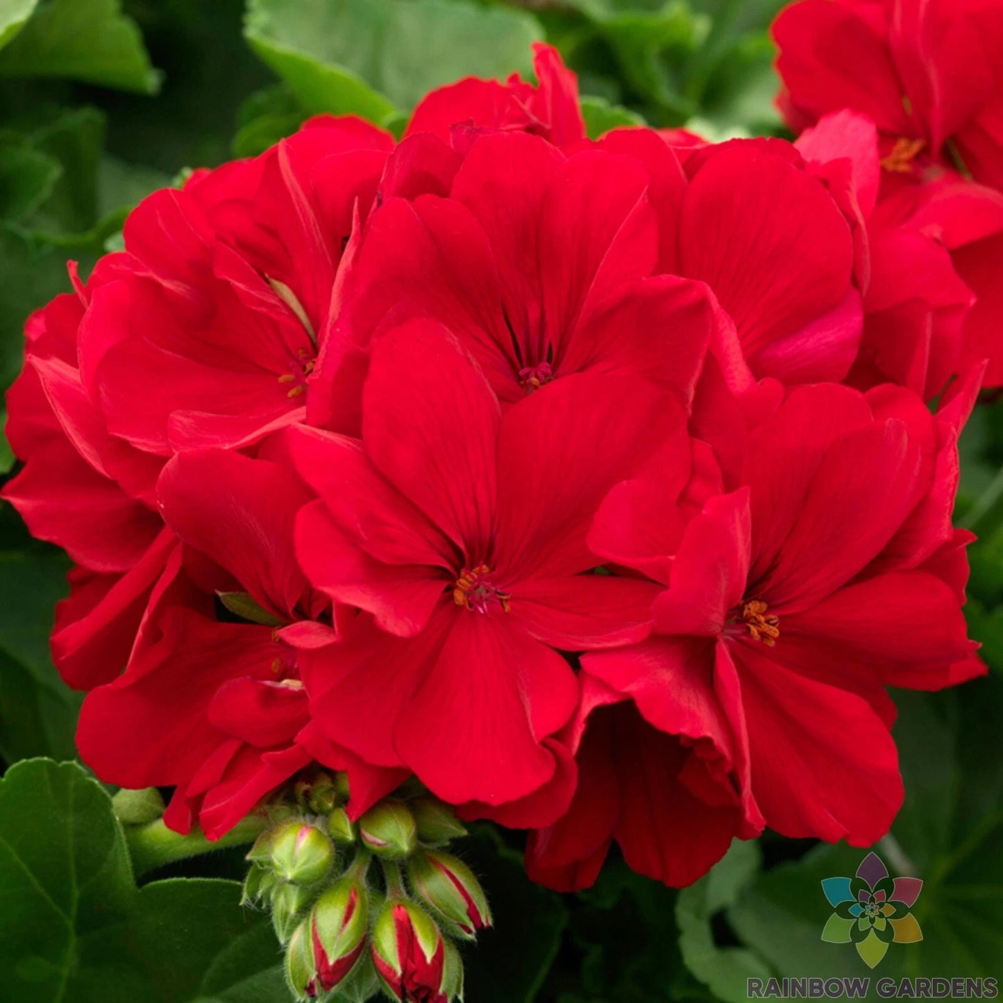 Calliope Dark Red Geranium Seeds - 25+ Pack for Garden Planting - Pelargonium x hortorum - USA