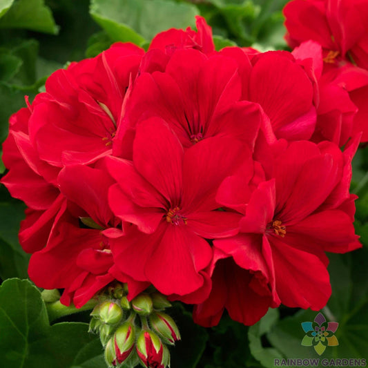 Calliope Dark Red Geranium Seeds - 25+ Pack for Garden Planting - Pelargonium x hortorum - USA