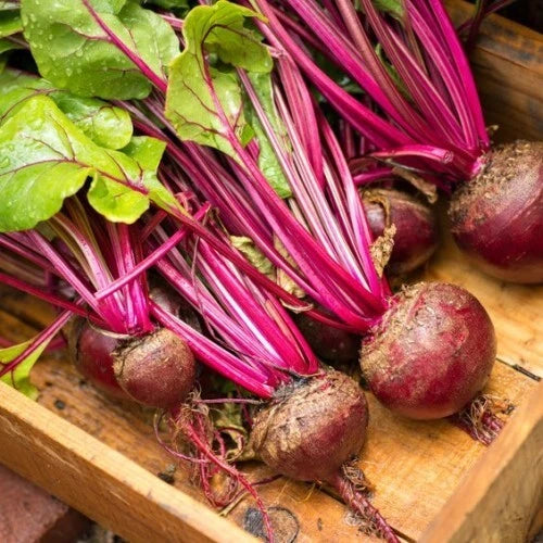 Lutz Green Leaf Red Stem Beet Seeds - 50 Ct Heirloom NON-GMO - Beta vulgaris "Winterkeeper" - Free Shipping