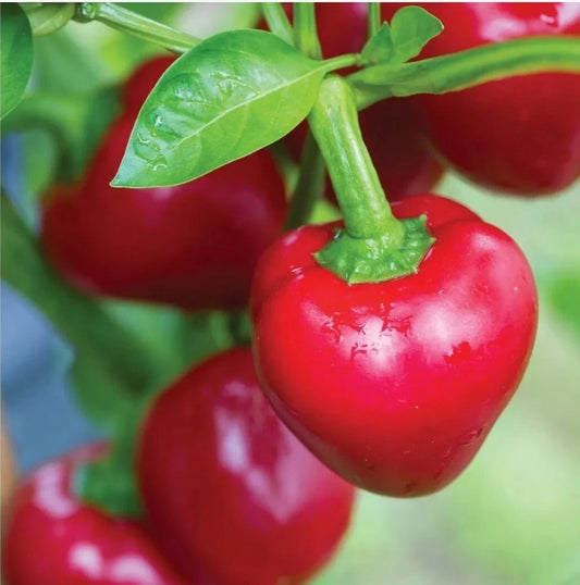 Cherry Pepper Seeds 20+ Heirloom Organic Variety Capsicum annuum, Freshly Harvested 07/2023, Tested for Germination