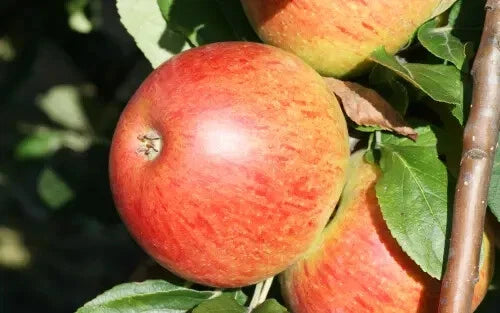 25+ Charles Ross Apple Seeds for Planting - Heirloom Variety - Malus domestica - USA