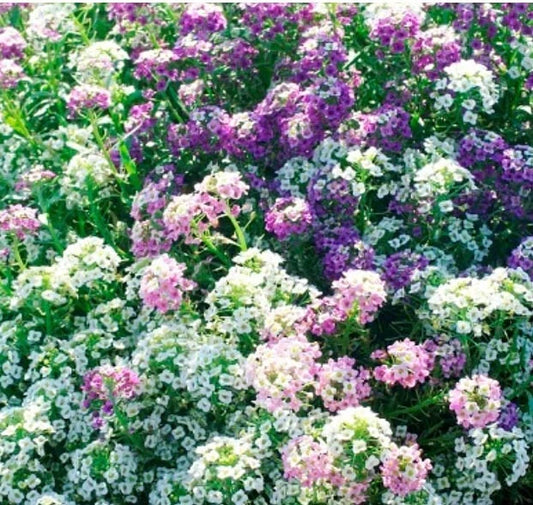 Alyssum MAGIC CIRCLE MIX Seeds - Non-GMO Trailing Groundcover in Pink & Purple - 1000 Seeds - Sweet Alyssum (Lobularia maritima)