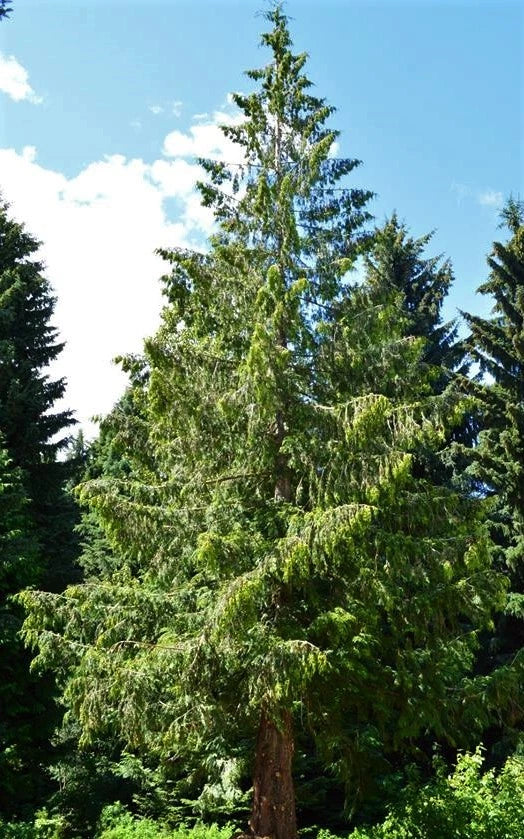 Eastern Red Cedar Tree 1ft Evergreen Conifer Juniperus Virginiana Live Plant Seedling USA