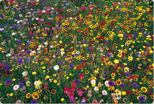 2000 Seeds Wildflower Mix - 100% Natural Wildflower Seed Blend - GroCo USA
