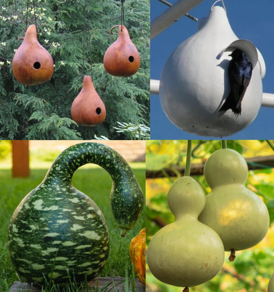Birdhouse Gourd Seeds Mix, Speckled Swan Variety, 3 Packs = 50 Seeds, Ideal for DIY Martinhouses