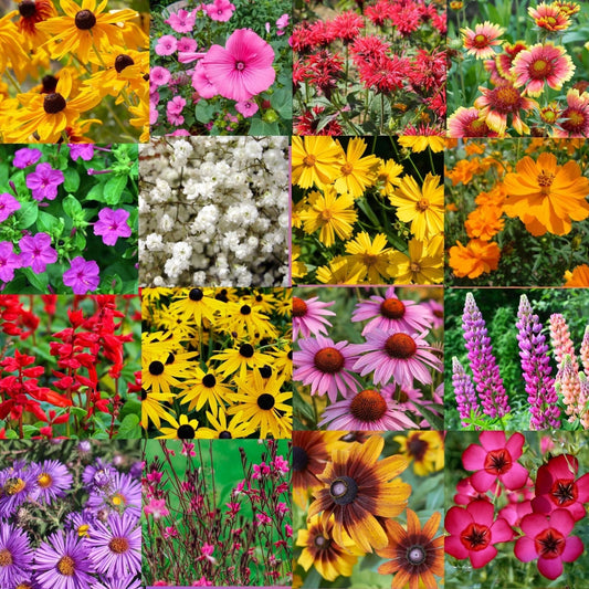 Bulk Wildflower Seed Mix 1/2 LB Southeastern US Variety, Covers 2,000 sq ft, Native Wildflowers