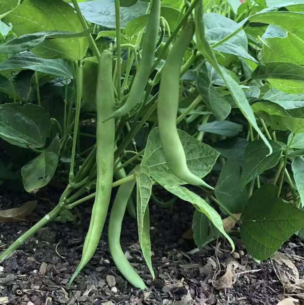 Tendergreen Improved Bush Green Bean Seeds, Stringless, Non-GMO, 100+ Seeds, Phaseolus vulgaris