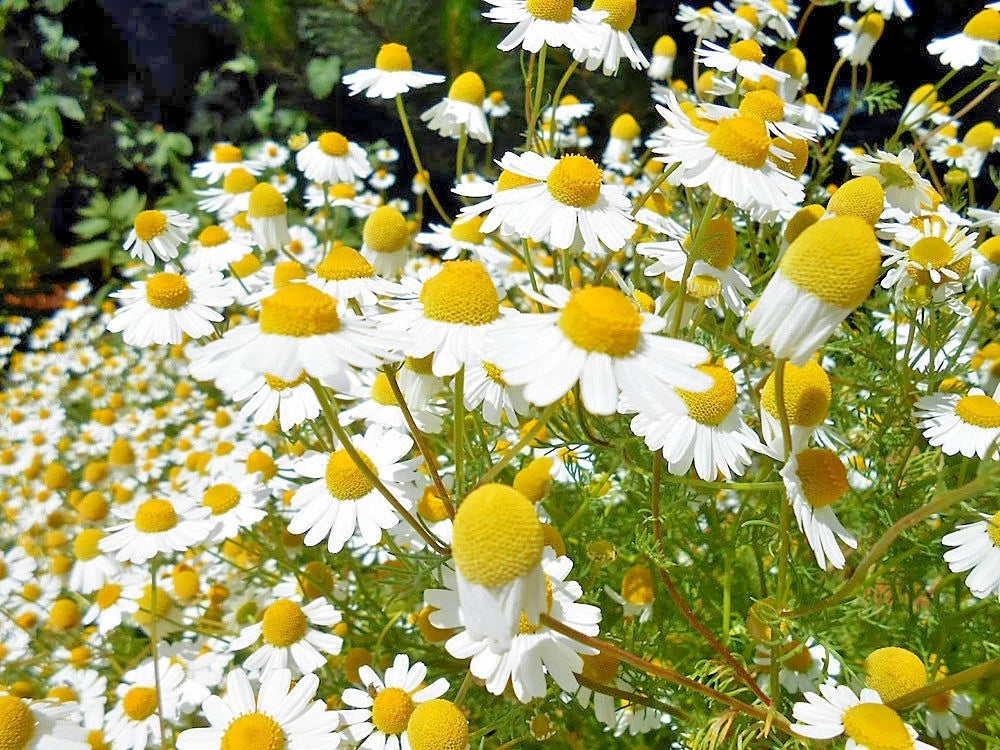 Chamomile Flower Seeds - 2000+ Organic Common German Seeds for Herb Tea Garden - Matricaria chamomilla
