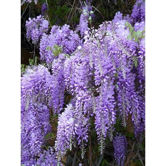 Fresh Lavender Cuttings Bundle of 10 Organic Pieces - Lavandula angustifolia