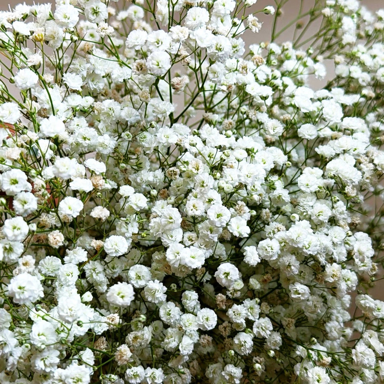 Baby's Breath Seeds - Perennial Gypsophila Paniculata - Ideal for 2025 Planting - Flower Garden Seeds