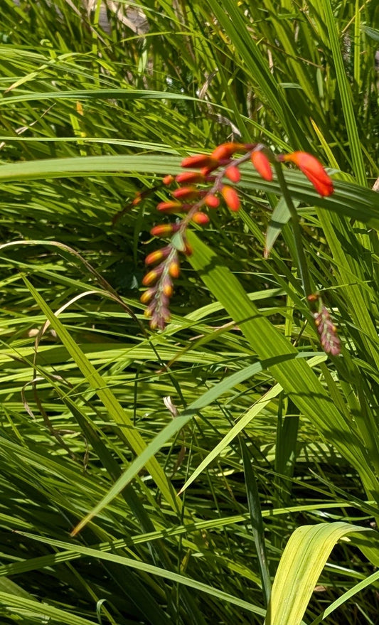 15 Organic Crocosmia Lucifer Plants | Easy to Grow Perennial Bulbs | Crocosmia x crocosmiiflora