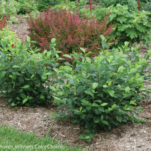 Aronia Black Chokeberry Cuttings 12 Unrooted 6-8" Aronia melanocarpa