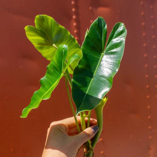 Burle Marx Philodendron Cutting | Air Roots with Multiple Nodes | Indoor/Outdoor Plant | Philodendron 'Burle Marx'