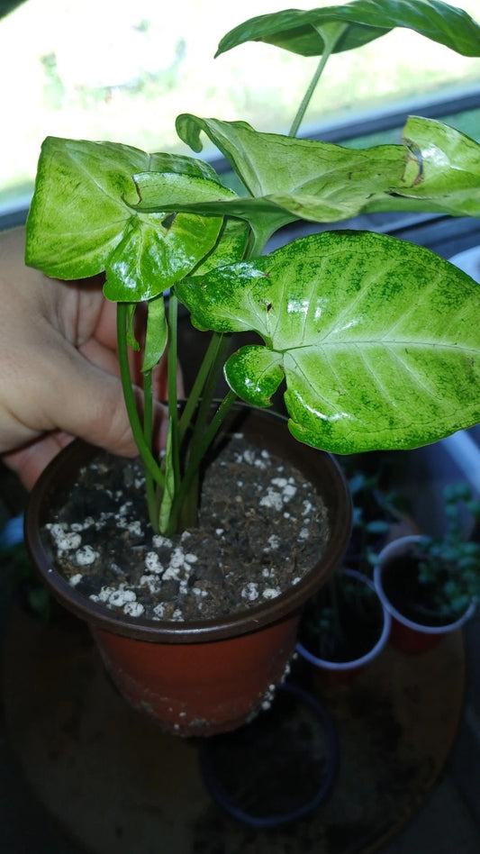 Arrowhead Houseplants 2-Pack + Decorative Pots | Syngonium podophyllum | Easy-Care, Air-Purifying, Folklore Charm