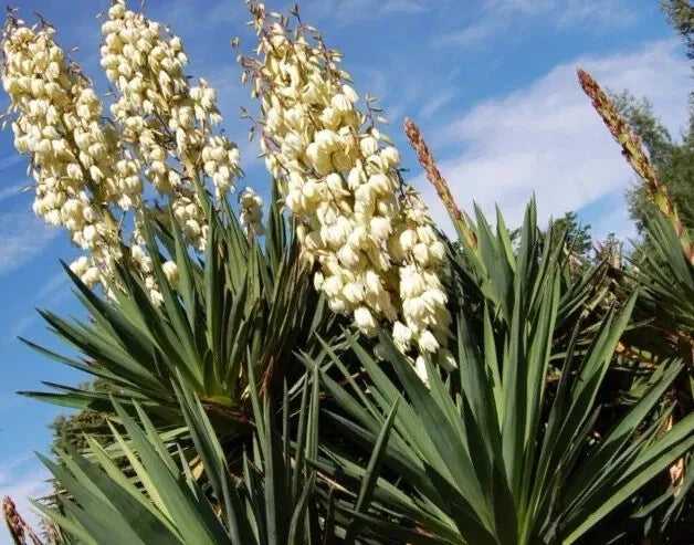Yucca Starter Plant 15-20 Inches Fresh Bare Root Yucca brevifolia