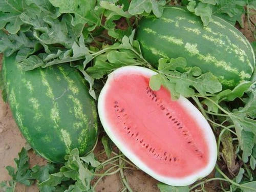 All Sweet Watermelon Seeds - 25+ Seeds - Crimson Sweet Variety - Citrullus lanatus - USA Grown