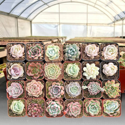 2" Live Assorted Echeveria Succulents - 30 Packs for Wall Decor - Perfect for Indoor Gardening - Echeveria spp.