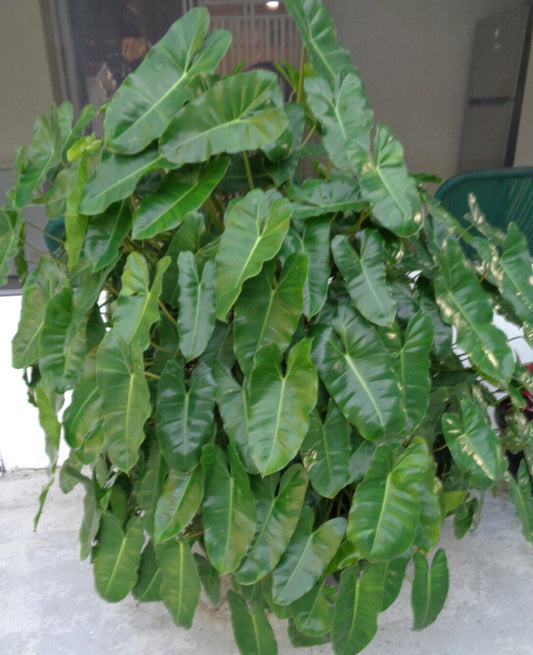 Burle Marx Philodendron Plant 10"-12" Well Rooted Indoor Outdoor Philodendron spp. Ships Bare Root