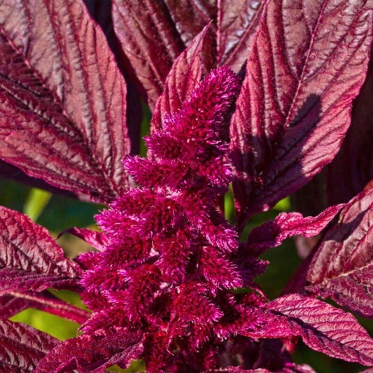 Amaranth Seeds - 250+ Red Garnet Non-GMO Heirloom - Amaranthus cruentus - USA Grown, Free Shipping