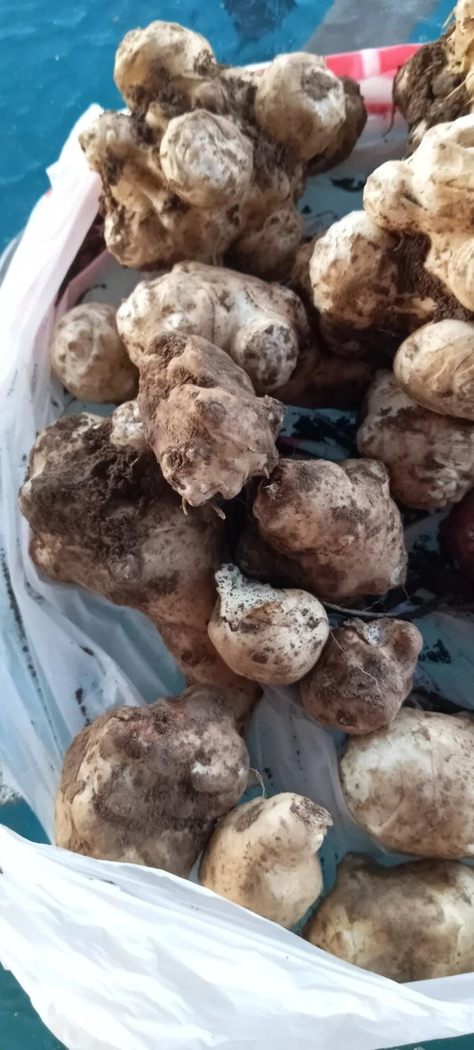 Jerusalem Artichoke Tubers for Planting - Organic White Medium & Small - Helianthus tuberosus - Non-GMO, Easy to Grow