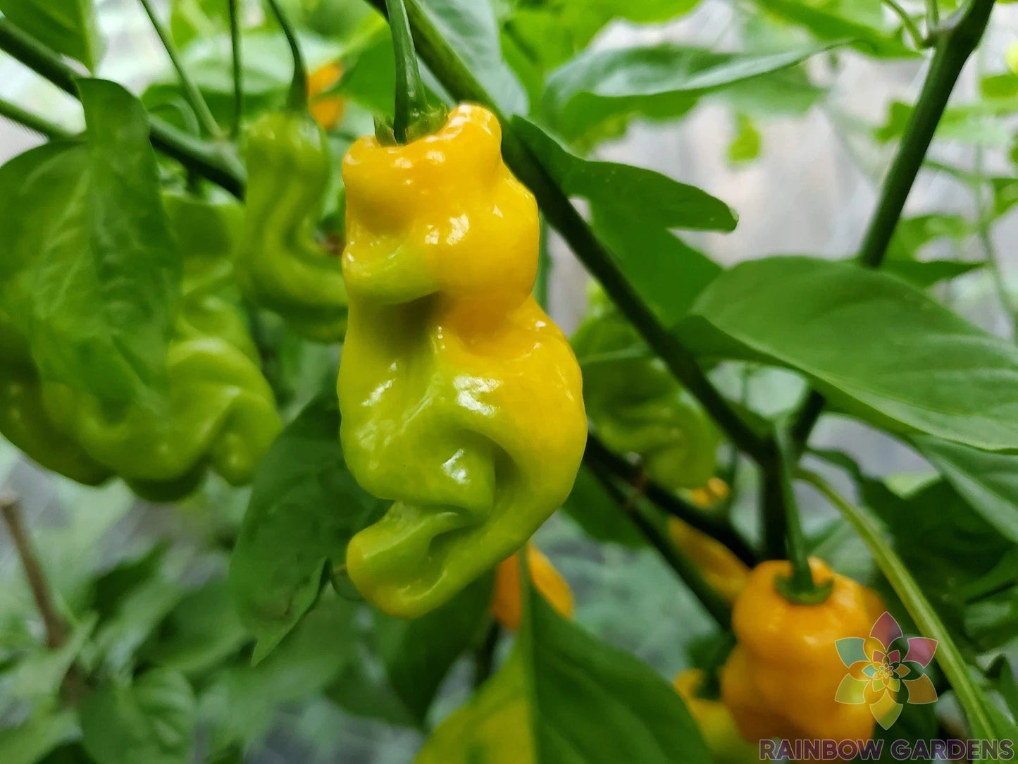 Madame Jeanette Hot Pepper Seeds - 25+ Seeds for Garden Planting - Capsicum chinense - USA Grown, Free Shipping