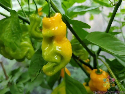 Madame Jeanette Hot Pepper Seeds - 25+ Seeds for Garden Planting - Capsicum chinense - USA Grown, Free Shipping