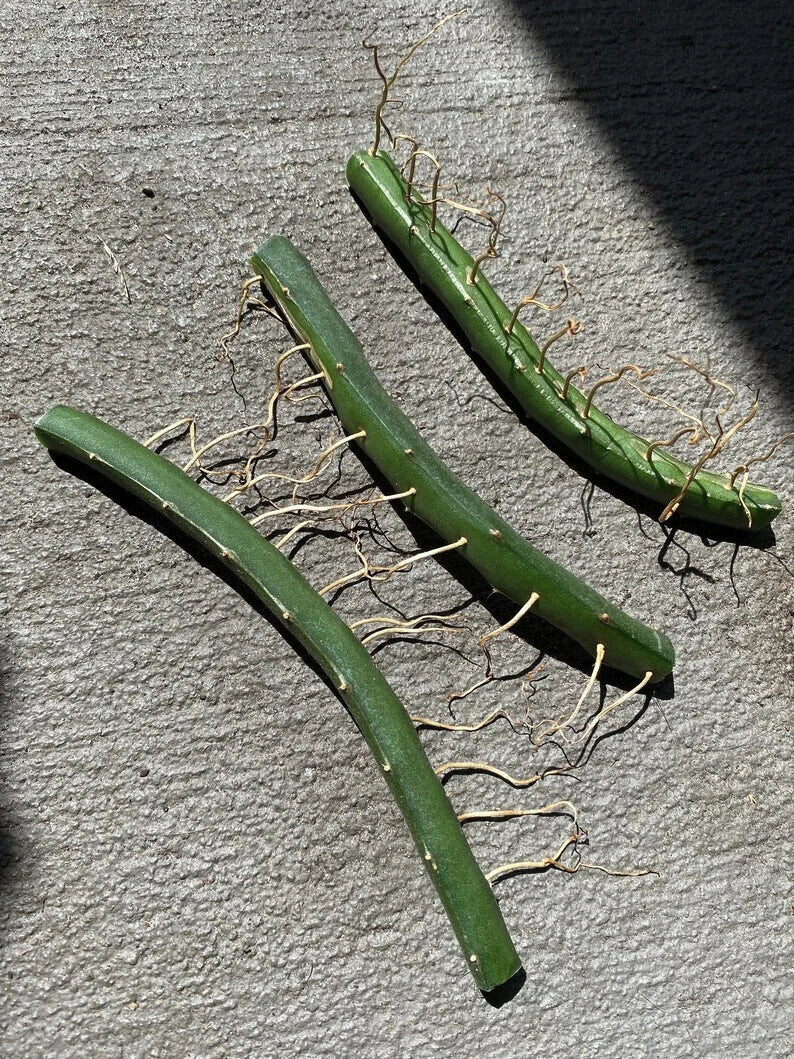 Dragon Fruit Cuttings 3 Pack | Vietnamese White Edible Plant | Hylocereus undatus