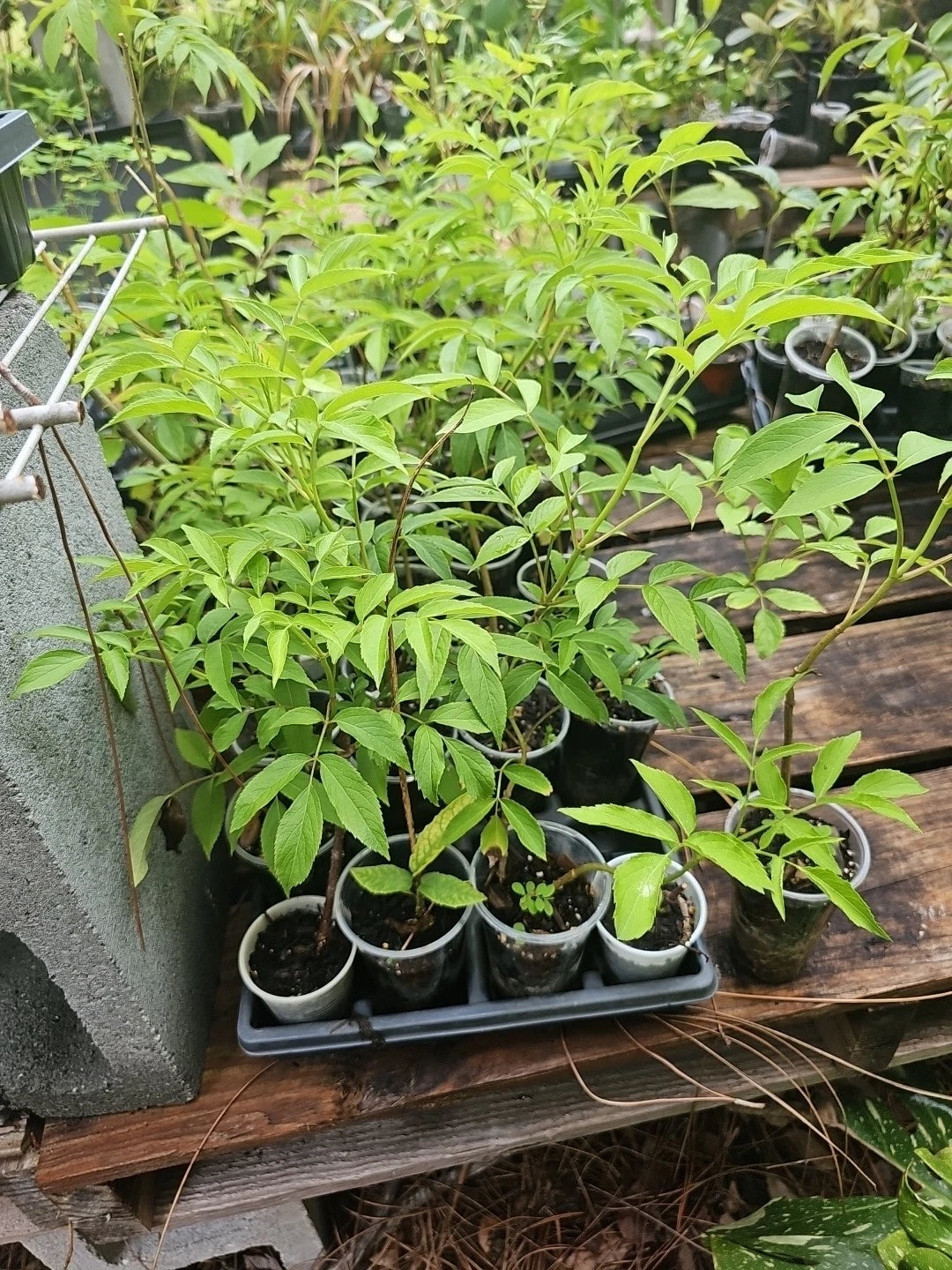 American Elderberry Tree Live Plant, Fully Rooted, Sambucus canadensis, 3 Gallon Size, Edible Berries, Hardy Perennial