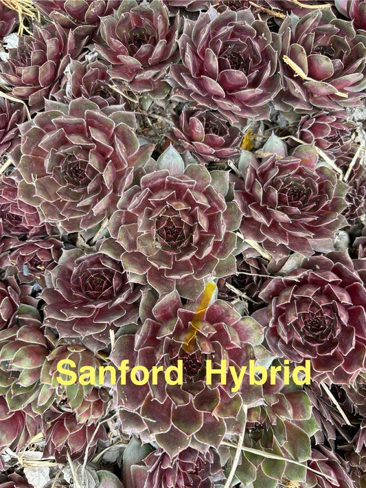 15 Live Sanford Hybrid Hens and Chicks Succulents Sempervivum - Hardy Perennials for Zones 4-8, Ideal for Gardens and Pots